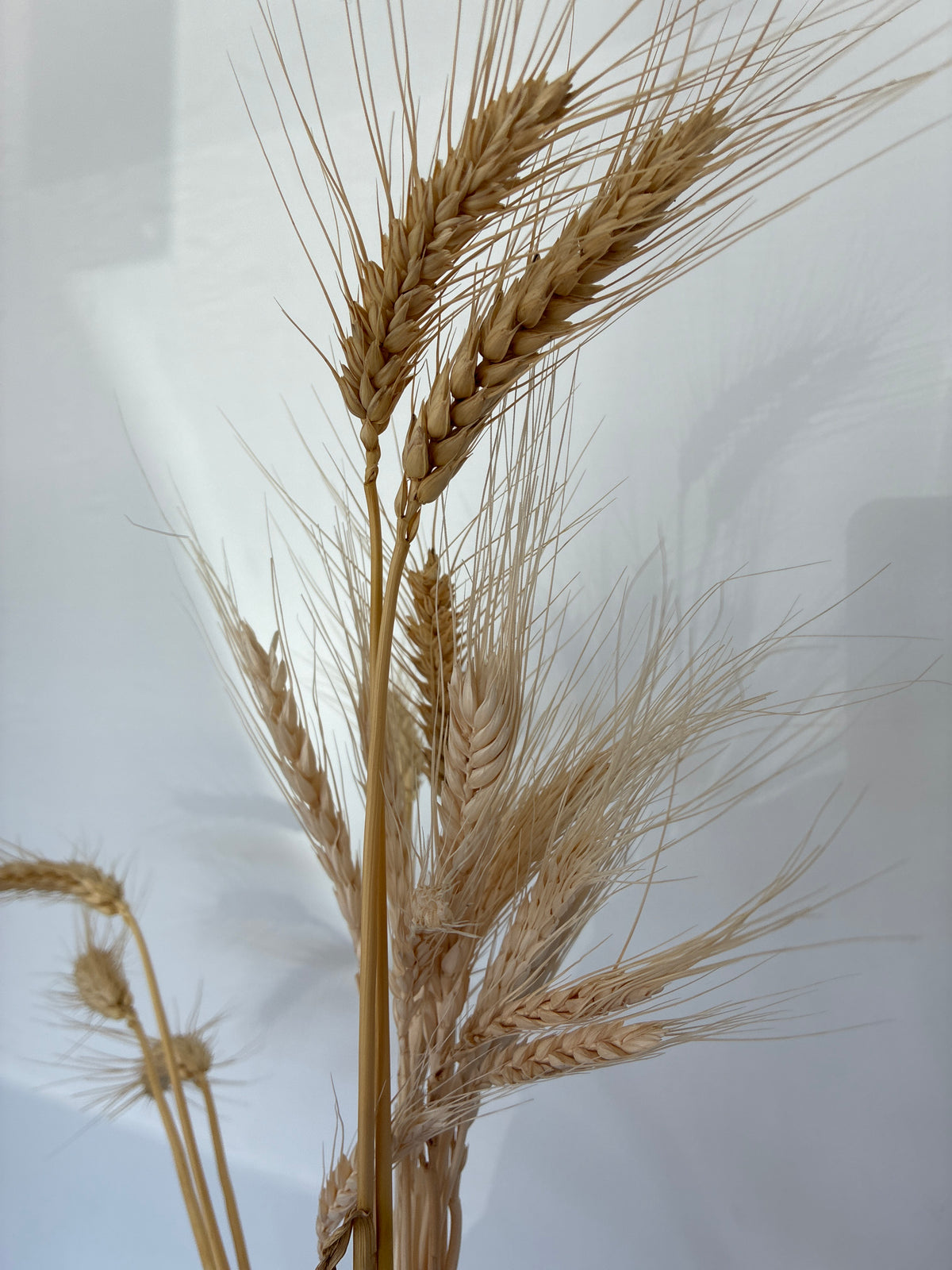 Dried Wheat